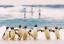 43Pinguine.JP