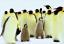 55Pinguine.CN