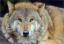 12Tiere