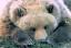 15Tiere.JP