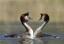 24Tiere.BY