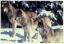 2Tiere