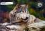 46Tiere.KZ
