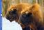 5Tiere