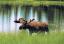 74Tiere.FI