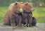 75Tiere.CA
