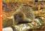 7Tiere