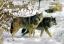 82Tiere.CA
