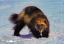 84Tiere.RUS
