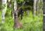 85Tiere.BY