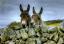 90Tiere.IE