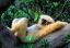 99a.Tiere.CH