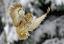 99bTiere.RU