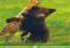 9Tiere