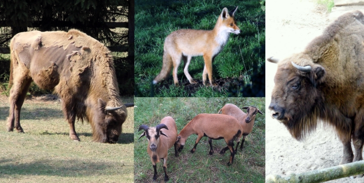 13Tiere