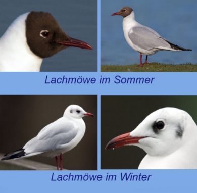 15LachmoeweM
